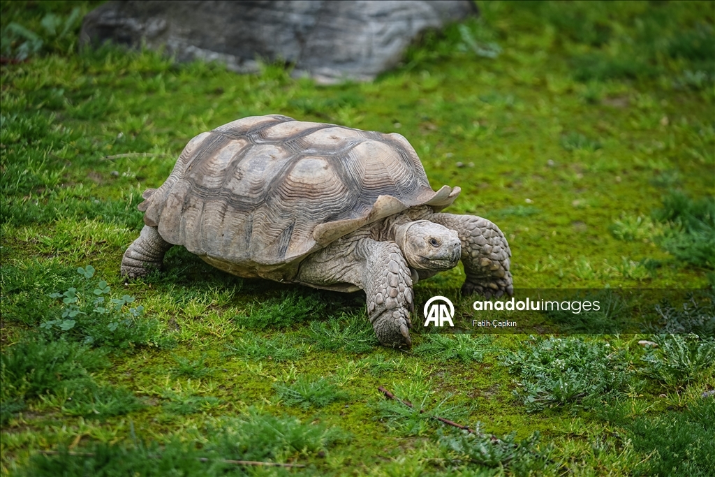 Bursa Hayvanat Bahçesi'nde sıcak iklim hayvanlarına kış bakımı