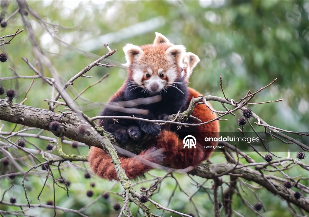 صغيرا باندا حمراء.. نجمان جديدان في حديقة تركية