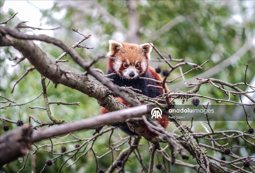 صغيرا باندا حمراء.. نجمان جديدان في حديقة تركية