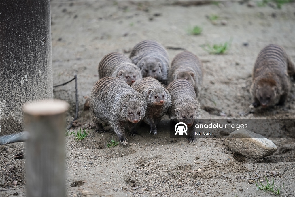 Bursa Hayvanat Bahçesi'nde sıcak iklim hayvanlarına kış bakımı