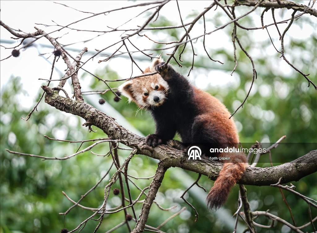 صغيرا باندا حمراء.. نجمان جديدان في حديقة تركية