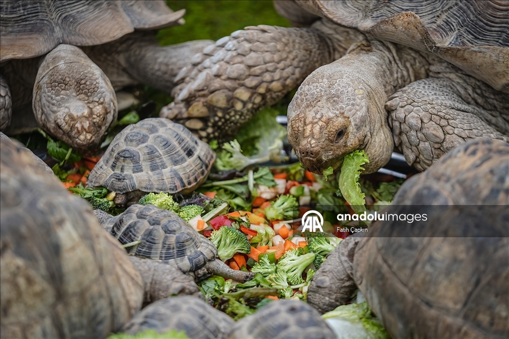 Bursa Hayvanat Bahçesi'nde sıcak iklim hayvanlarına kış bakımı