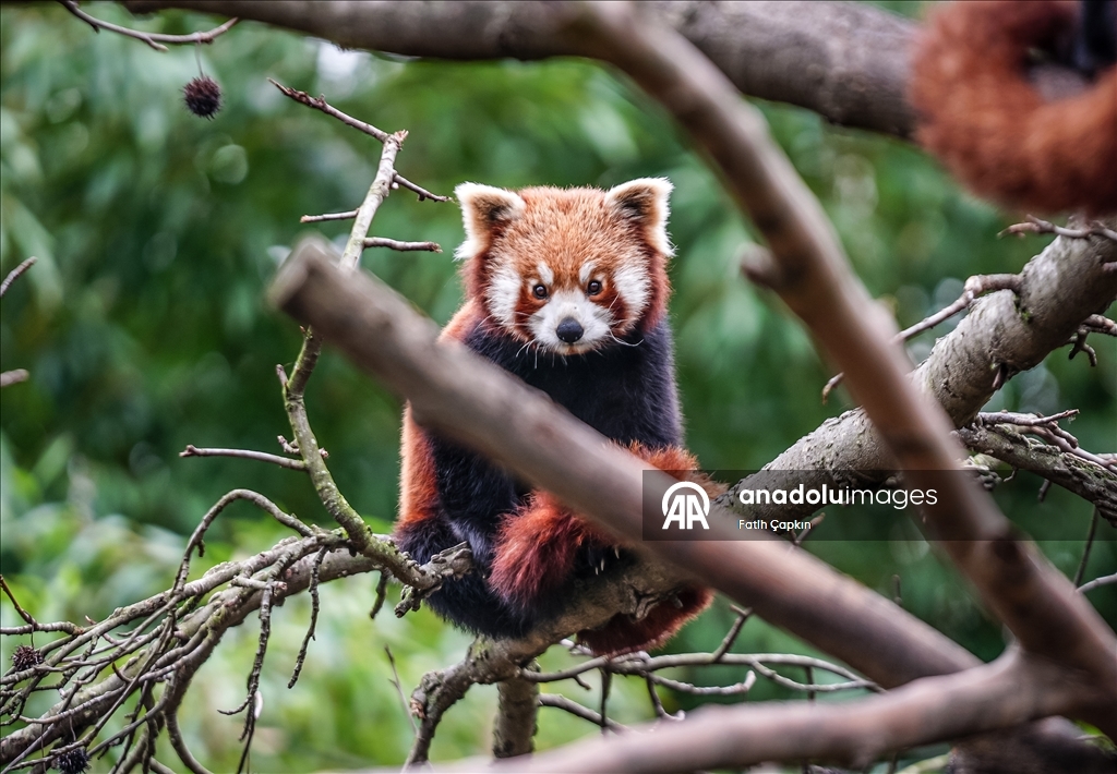 صغيرا باندا حمراء.. نجمان جديدان في حديقة تركية