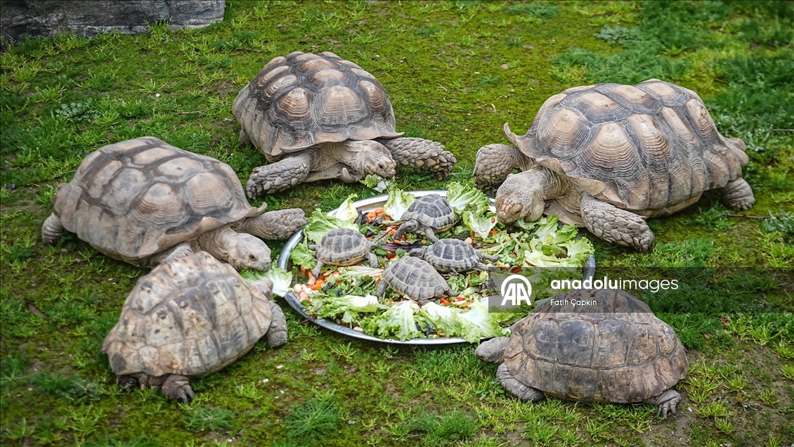Bursa Hayvanat Bahçesi'nde sıcak iklim hayvanlarına kış bakımı