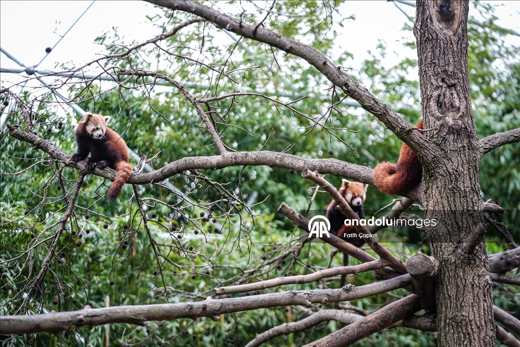 صغيرا باندا حمراء.. نجمان جديدان في حديقة تركية