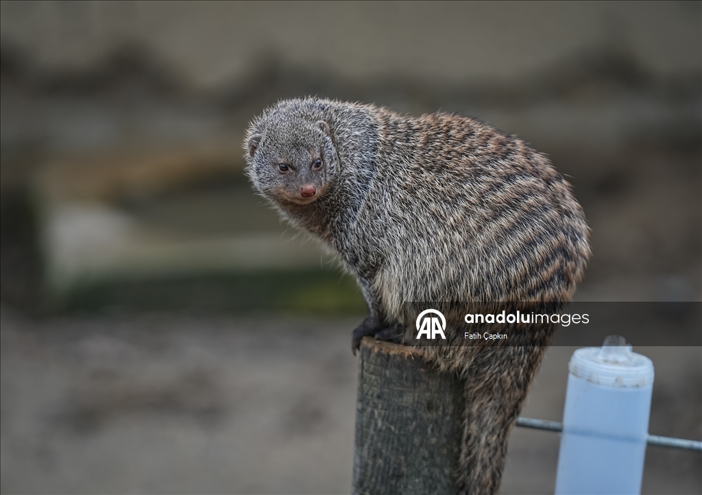 Bursa Hayvanat Bahçesi'nde sıcak iklim hayvanlarına kış bakımı