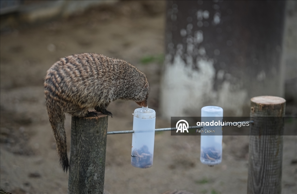 Bursa Hayvanat Bahçesi'nde sıcak iklim hayvanlarına kış bakımı
