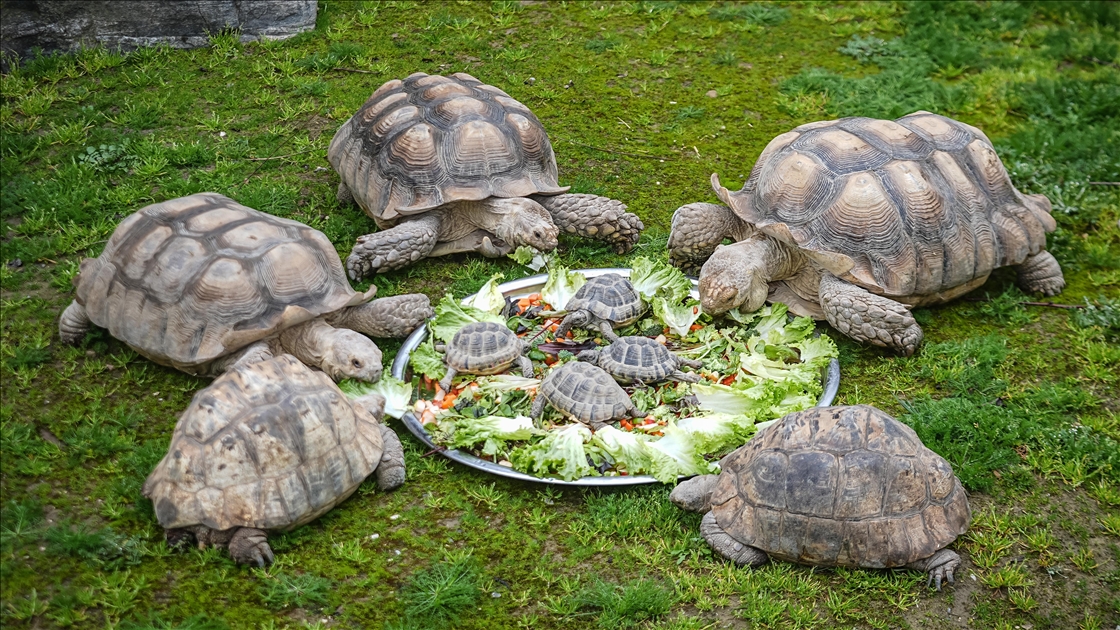 Bursa Hayvanat Bahçesi'nde sıcak iklim hayvanlarına kış bakımı