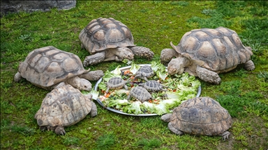 Bursa Hayvanat Bahçesi'nde sıcak iklim hayvanlarına kış bakımı
