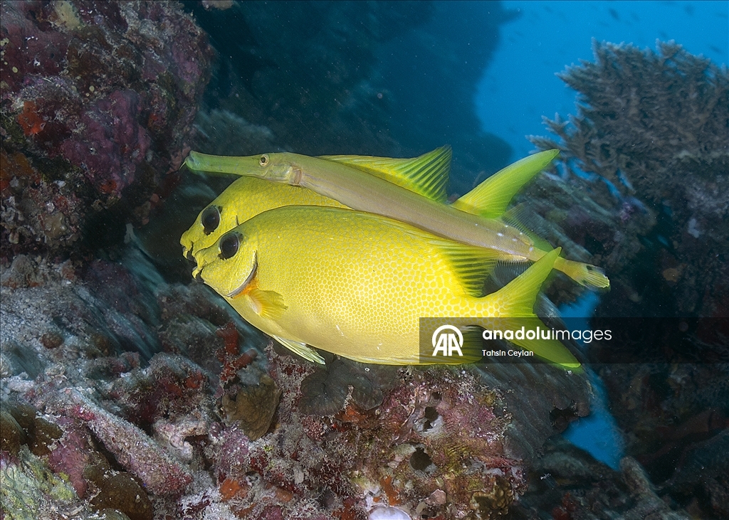 Maldivler’de iklim değişikliği mercan resiflerini tehdit ediyor
