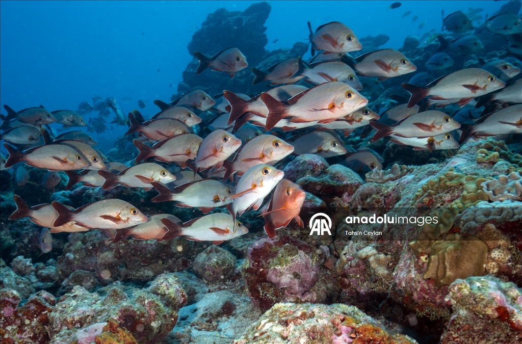 Maldivler’de iklim değişikliği mercan resiflerini tehdit ediyor