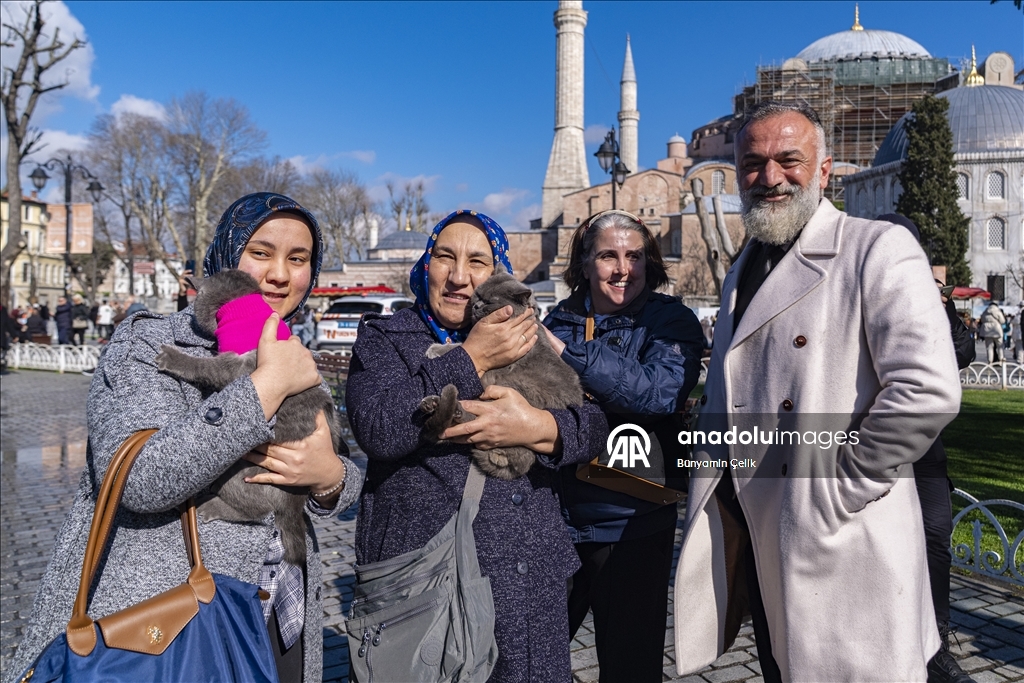 İstanbul'u gezen seyyah kedinin omuz macerasına yavrusu da katıldı