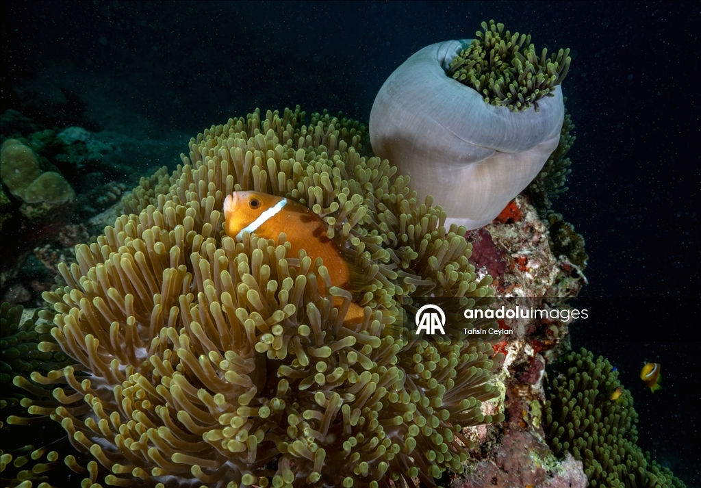 Maldivler’de iklim değişikliği mercan resiflerini tehdit ediyor