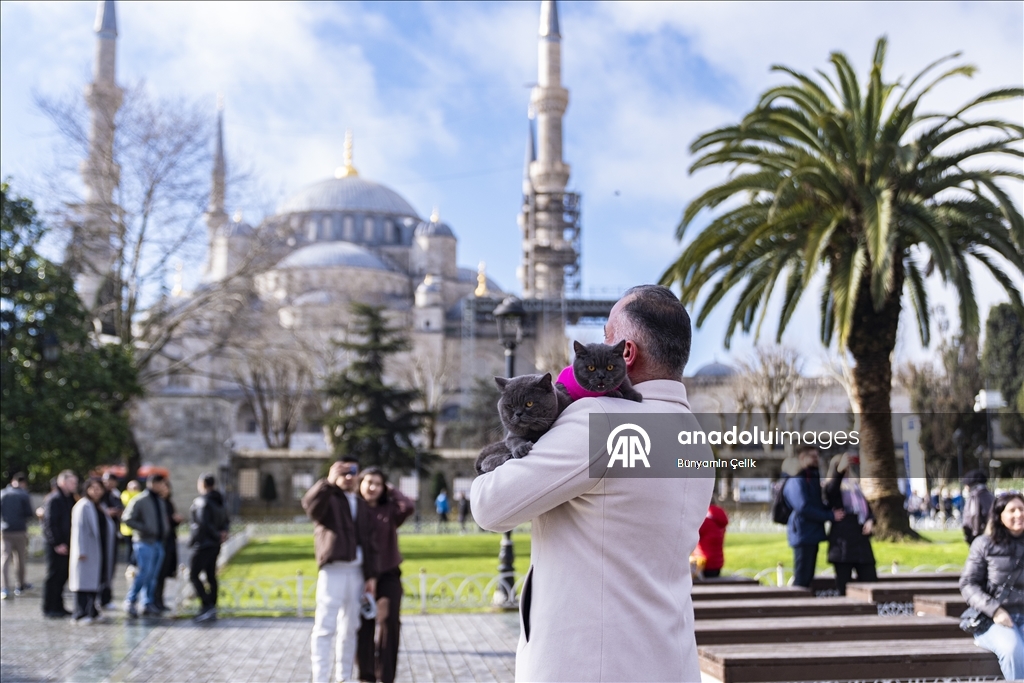İstanbul'u gezen seyyah kedinin omuz macerasına yavrusu da katıldı