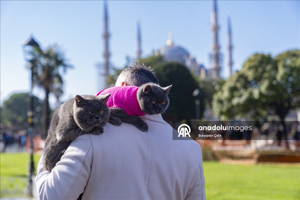 İstanbul'u gezen seyyah kedinin omuz macerasına yavrusu da katıldı