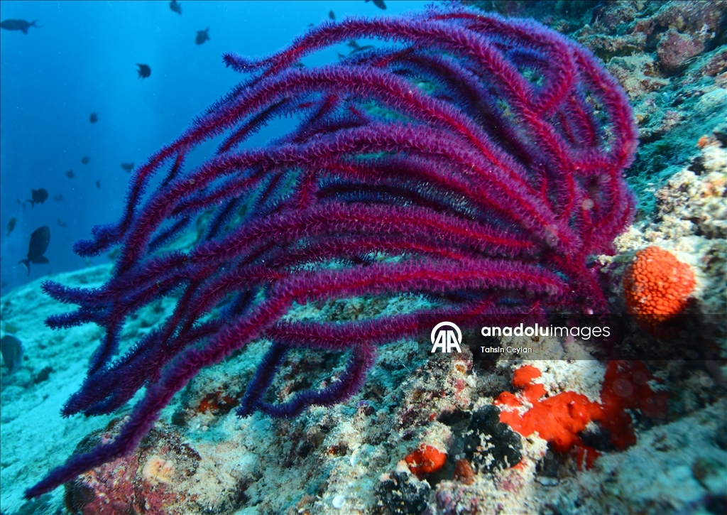 Maldivler’de iklim değişikliği mercan resiflerini tehdit ediyor