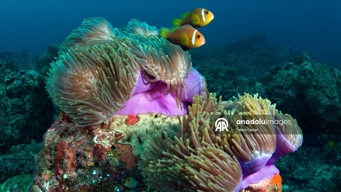 Maldivler’de iklim değişikliği mercan resiflerini tehdit ediyor