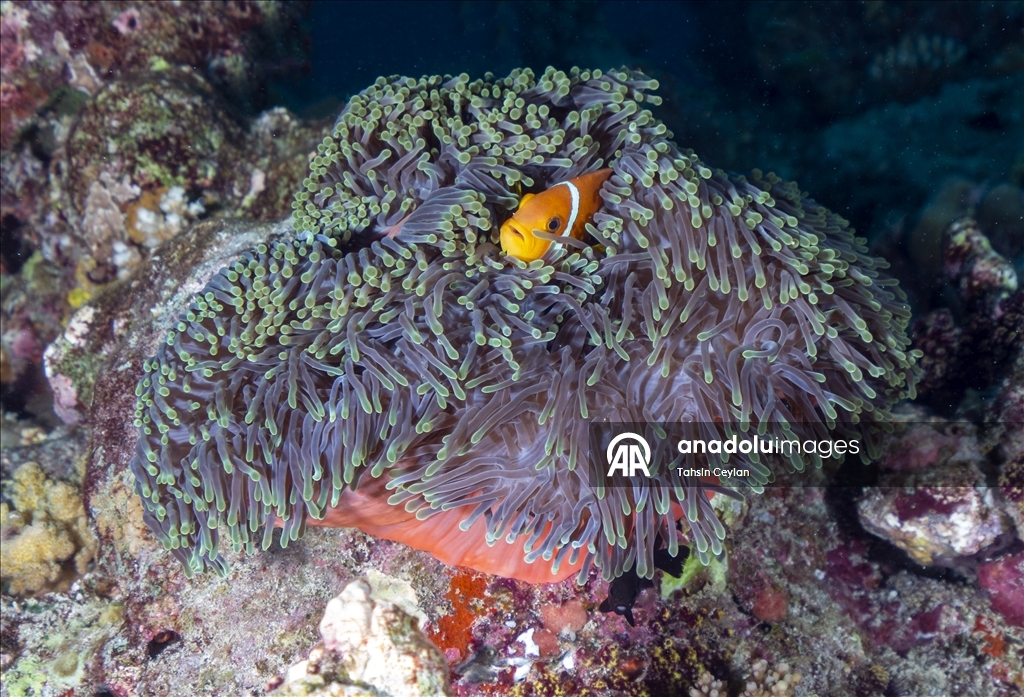 Maldivler’de iklim değişikliği mercan resiflerini tehdit ediyor