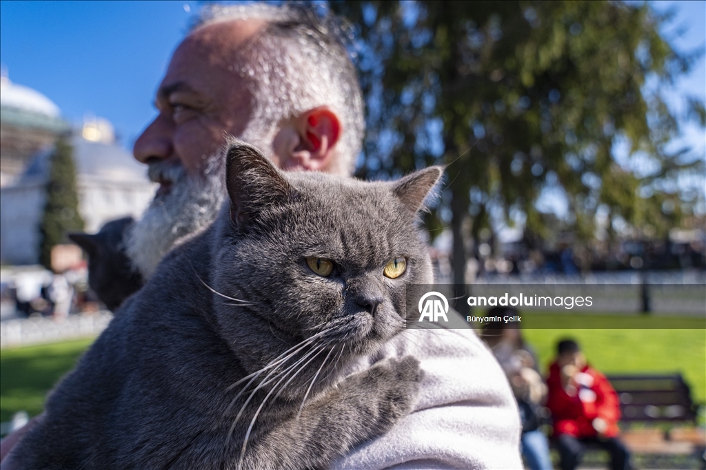 İstanbul'u gezen seyyah kedinin omuz macerasına yavrusu da katıldı
