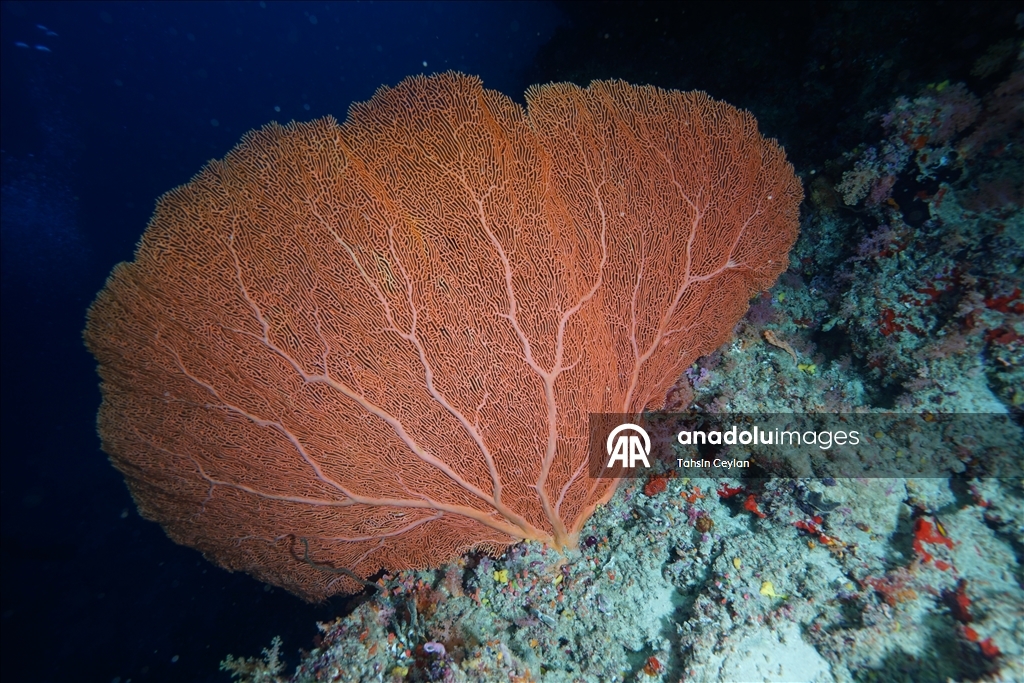 Maldivler’de iklim değişikliği mercan resiflerini tehdit ediyor