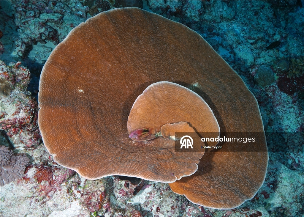 Maldivler’de iklim değişikliği mercan resiflerini tehdit ediyor