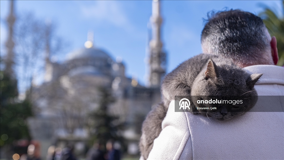 İstanbul'u gezen seyyah kedinin omuz macerasına yavrusu da katıldı