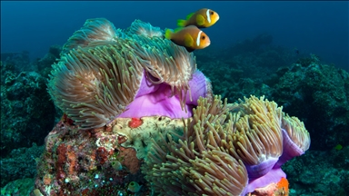 Maldivler’de iklim değişikliği mercan resiflerini tehdit ediyor