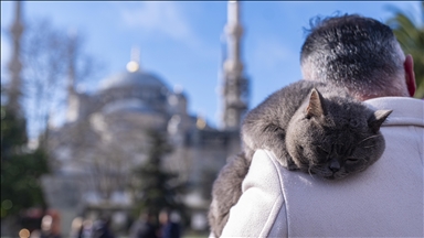 İstanbul'u gezen seyyah kedinin omuz macerasına yavrusu da katıldı