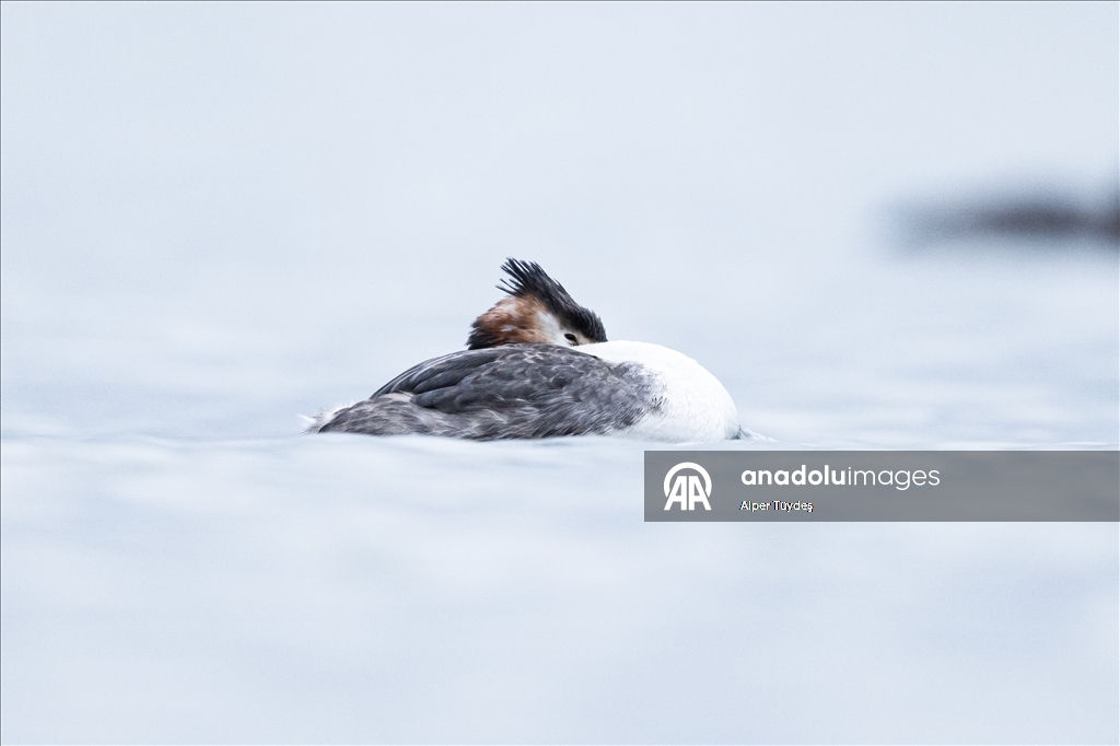 Kocaeli’de su kuşları kışı geçirmek için körfez çevresinde toplandı