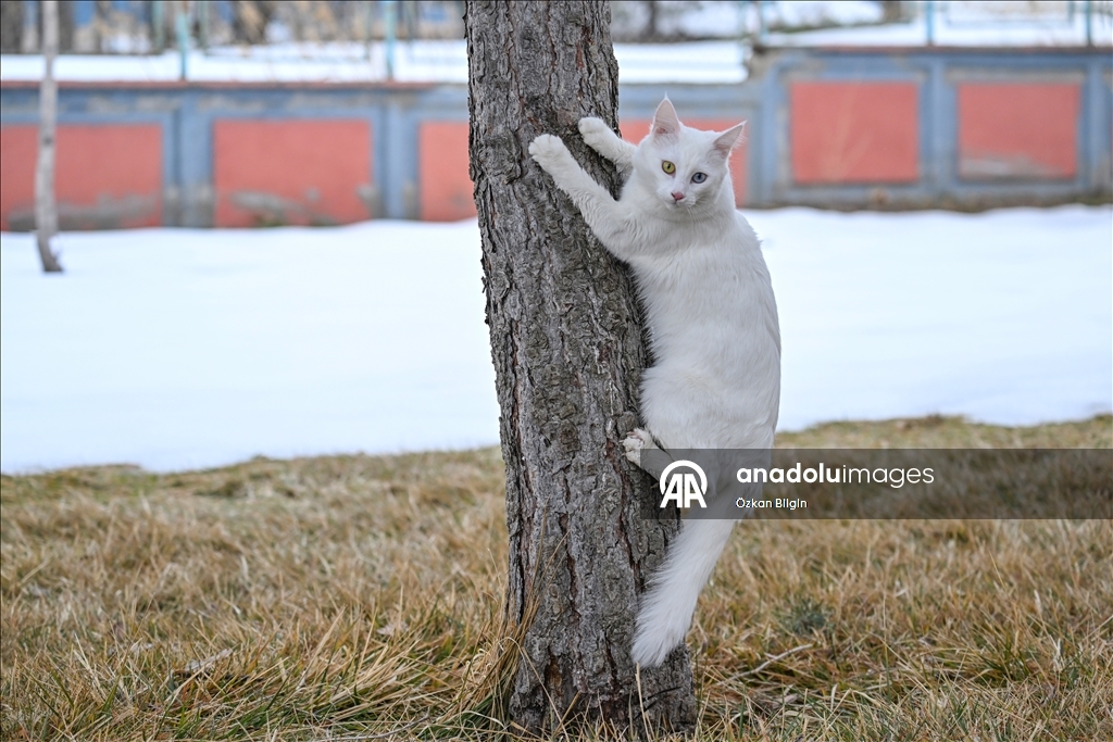 Li Wanê armanc zêdekirina têjikên pişîkên Wanê yên cins e