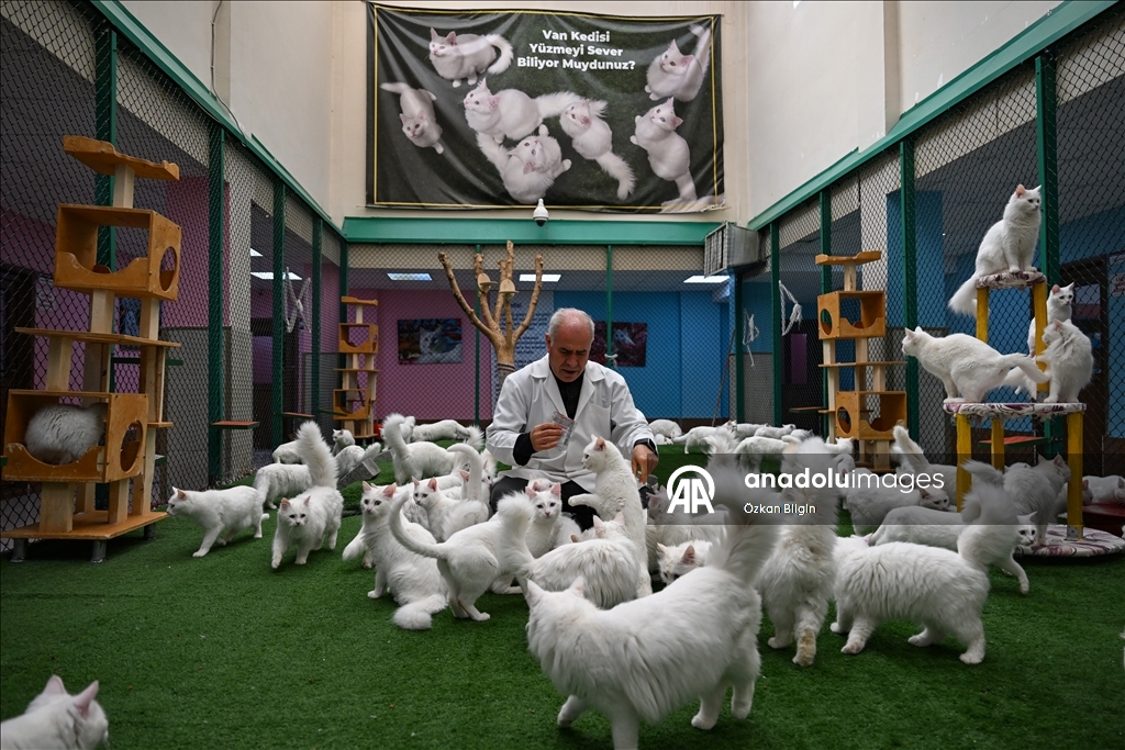 Li Wanê armanc zêdekirina têjikên pişîkên Wanê yên cins e