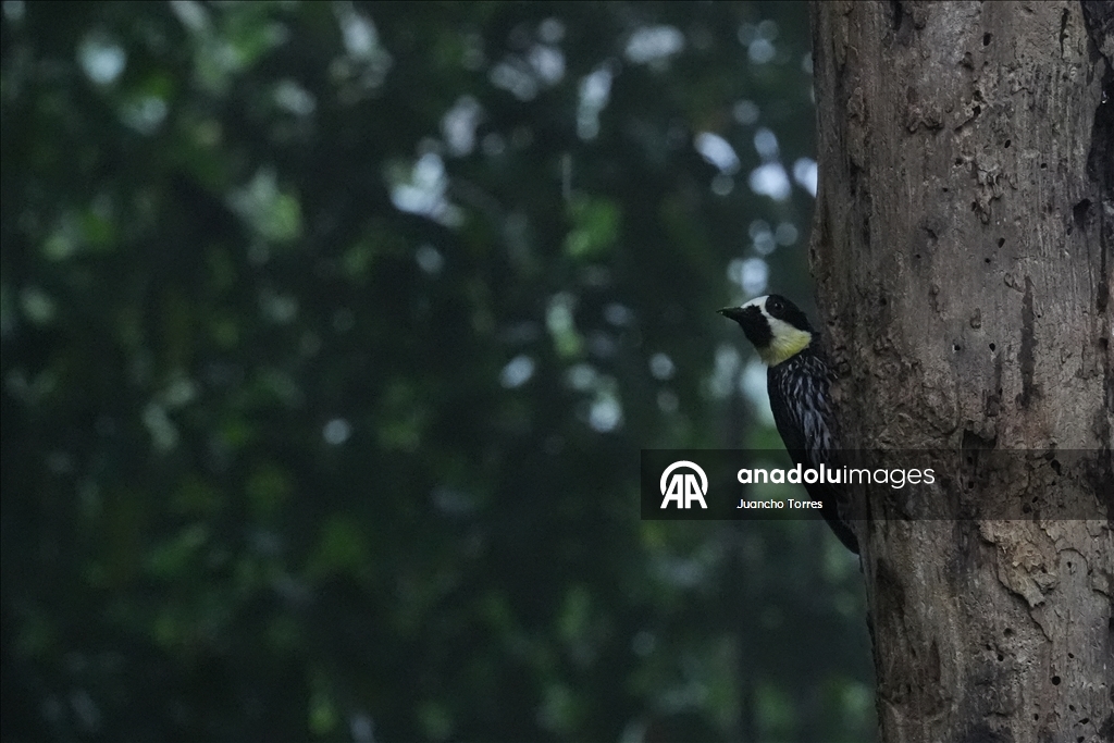 В Колумбии прошла Международная выставка птиц