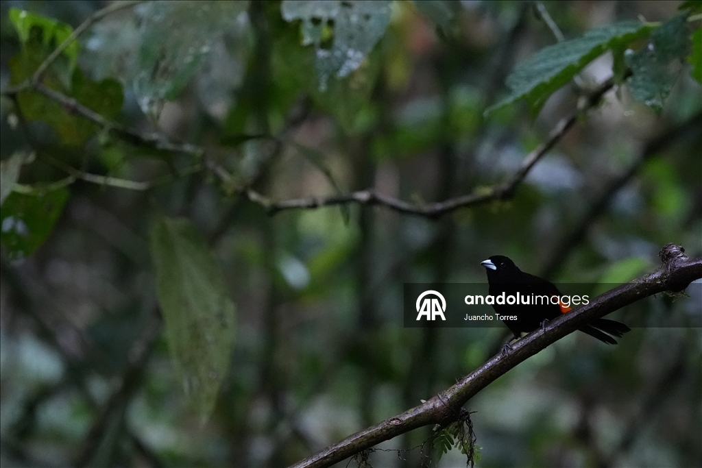 Uluslararası Kolombiya Kuş Fuarı