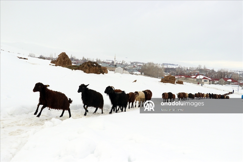 Ağrı'nın zorlu kış yaşamı ve doğal güzellikleri fotoğrafçıların rotasında
