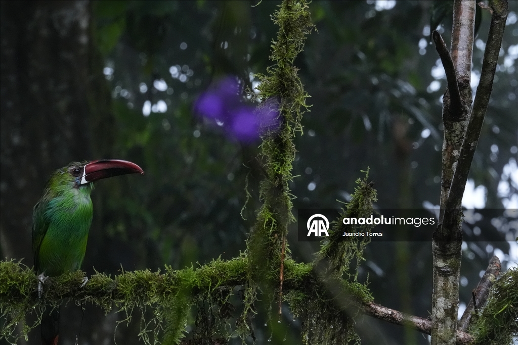 В Колумбии прошла Международная выставка птиц