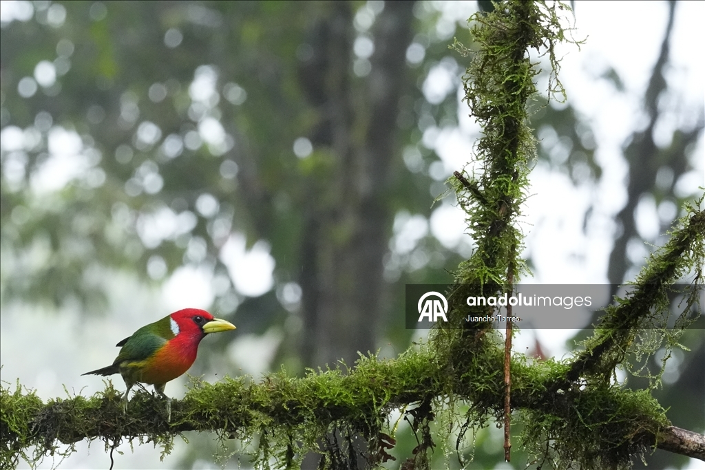 Uluslararası Kolombiya Kuş Fuarı