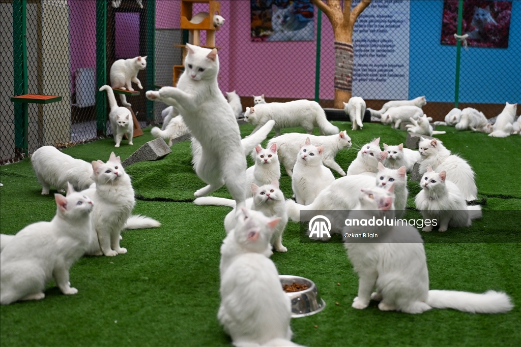 Li Wanê armanc zêdekirina têjikên pişîkên Wanê yên cins e