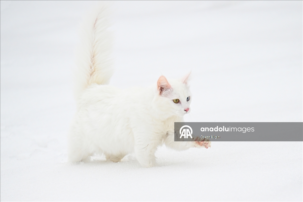 Li Wanê armanc zêdekirina têjikên pişîkên Wanê yên cins e