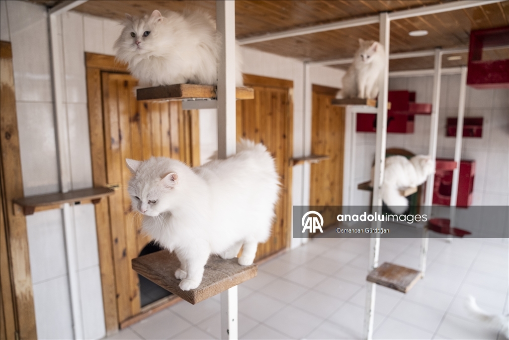 Nesli risk altındaki Ankara kedileri kendilerine özel kedi evinde korunuyor
