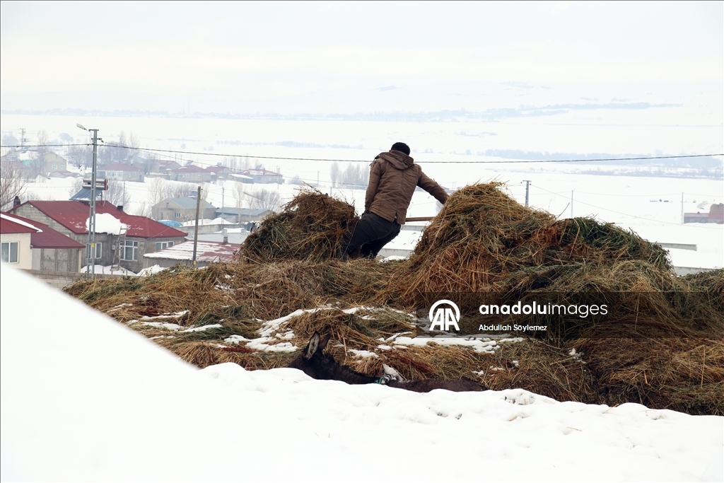 Li Agiriyê jiyana zivistanê ya dijwar û bedewiya siruştî bala wênekêşan dikişîne