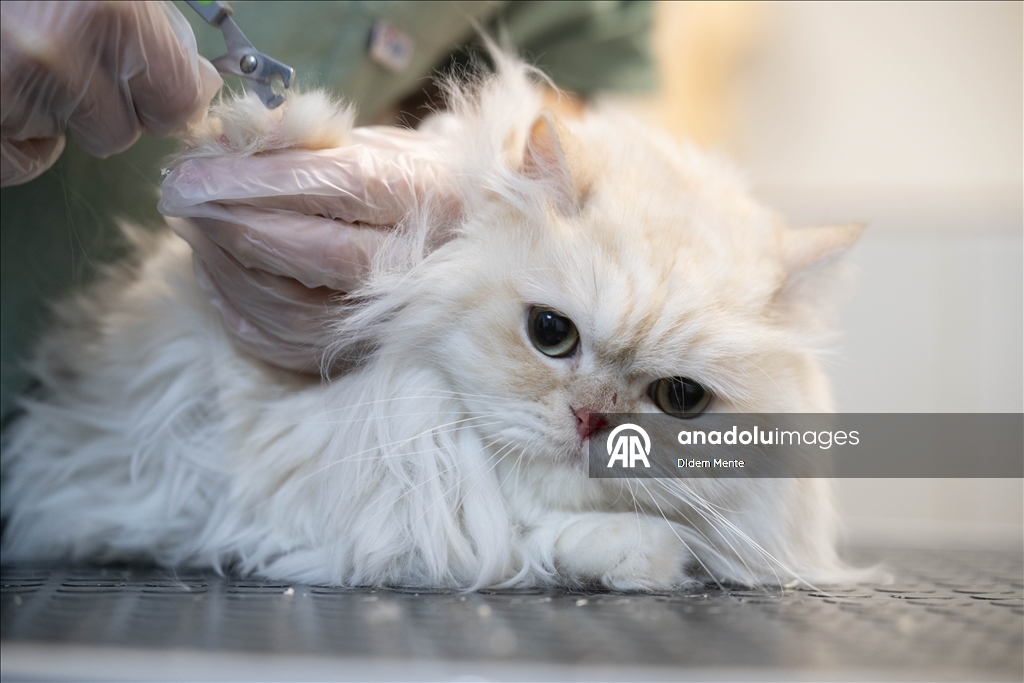 Pet kuaför ve bakım merkezinin sevimli müşterileri