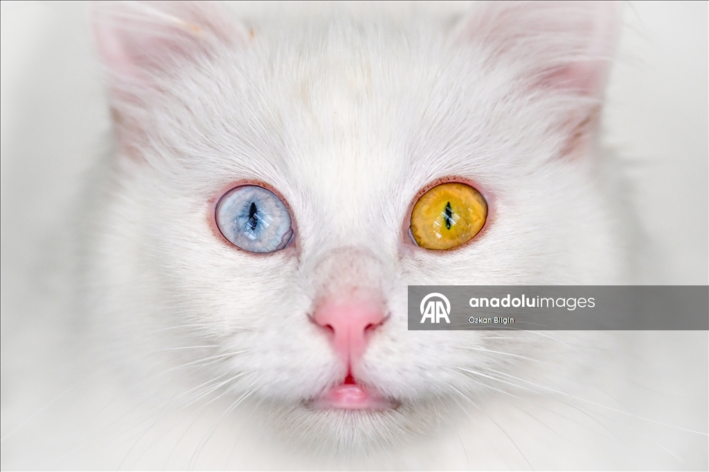 Li Wanê armanc zêdekirina têjikên pişîkên Wanê yên cins e