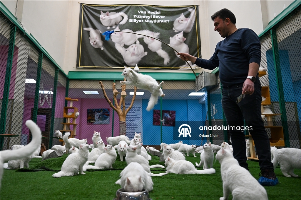 Li Wanê armanc zêdekirina têjikên pişîkên Wanê yên cins e