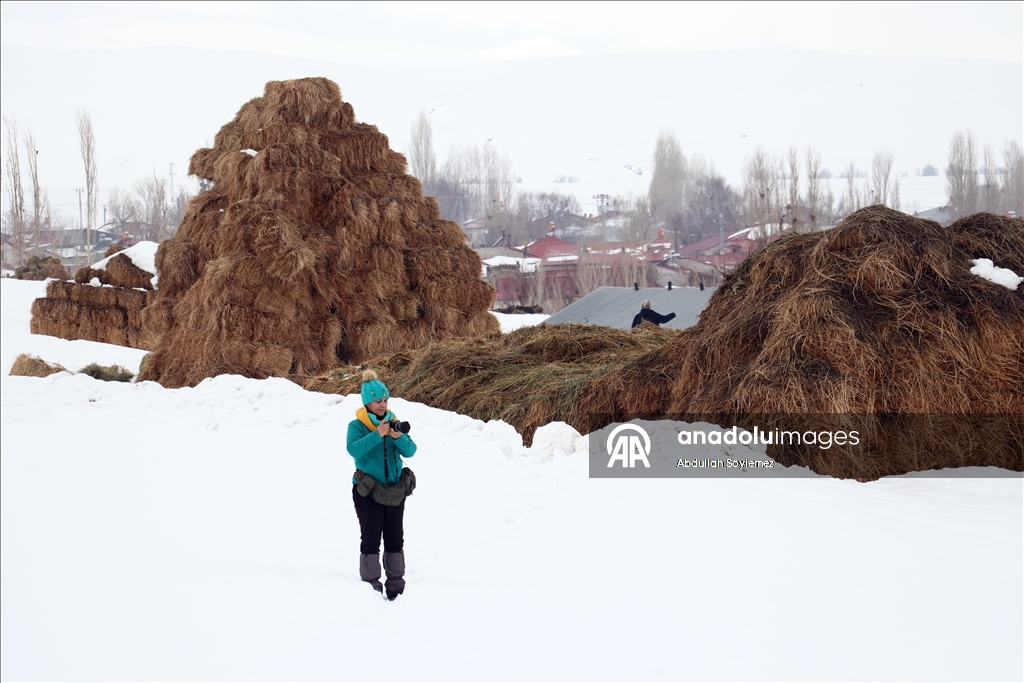 Li Agiriyê jiyana zivistanê ya dijwar û bedewiya siruştî bala wênekêşan dikişîne