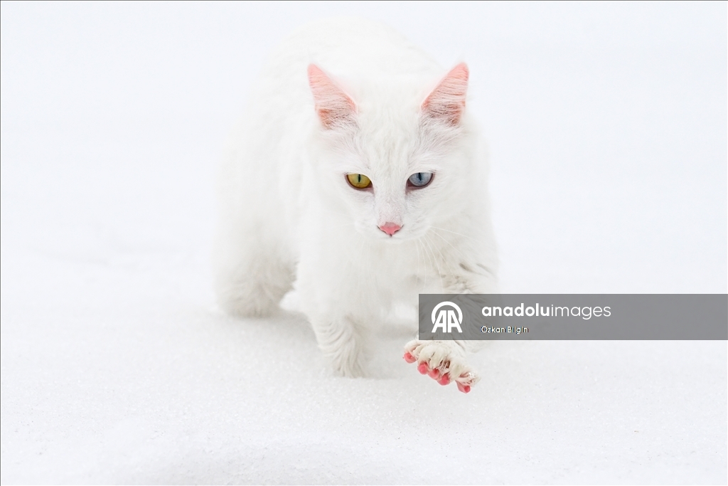 Li Wanê armanc zêdekirina têjikên pişîkên Wanê yên cins e