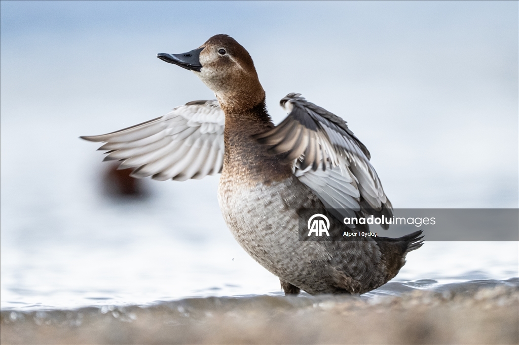 Kocaeli’de su kuşları kışı geçirmek için körfez çevresinde toplandı