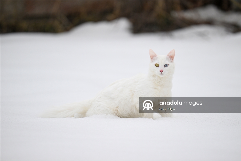 Li Wanê armanc zêdekirina têjikên pişîkên Wanê yên cins e