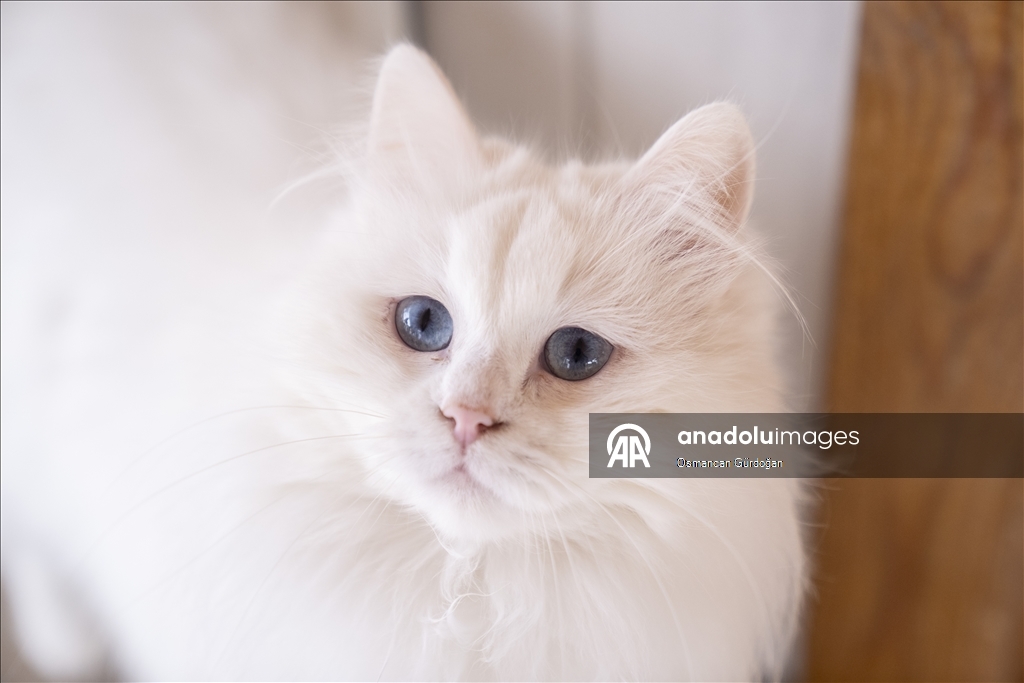 Nesli risk altındaki Ankara kedileri kendilerine özel kedi evinde korunuyor