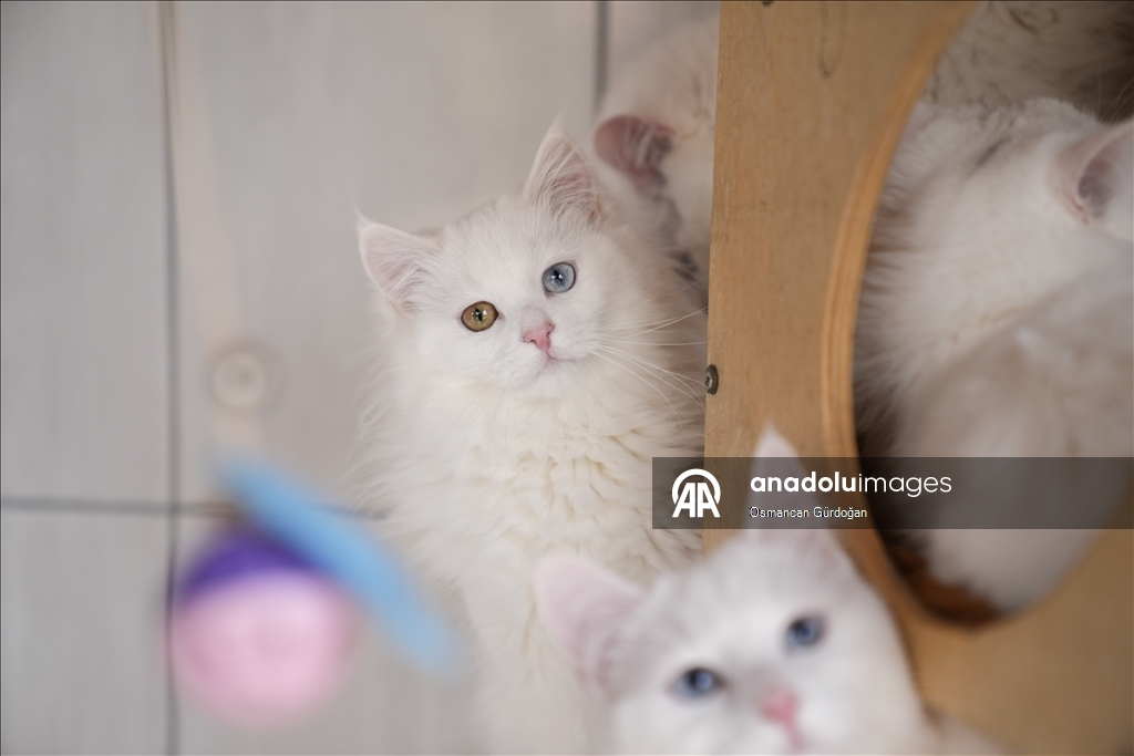 Nesli risk altındaki Ankara kedileri kendilerine özel kedi evinde korunuyor