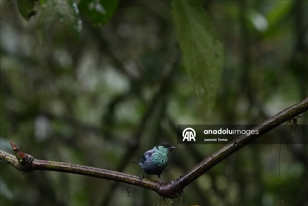 В Колумбии прошла Международная выставка птиц